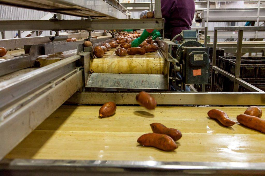 Food products moving along a production line conveyor belt